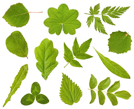 Collection of leaves of different plants on the white