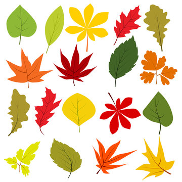 Collection of different autumn leaves isolated on white
