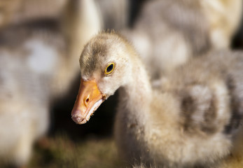 Гусёнок