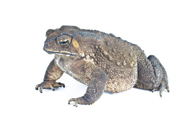 A common toad isolated on white background