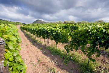 Fototapeta na wymiar winnicy na wzgórzu w regionie, Sycylia Etna