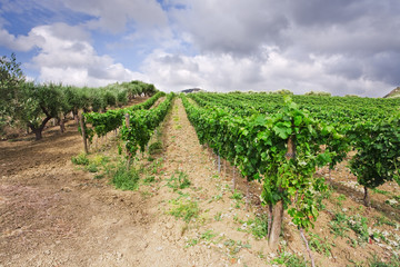 Fototapeta na wymiar vineyard and olive trees on gentle slope in Etna region, Sicily
