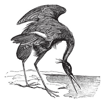 Great Blue Heron (Ardea herodias) vintage engraving