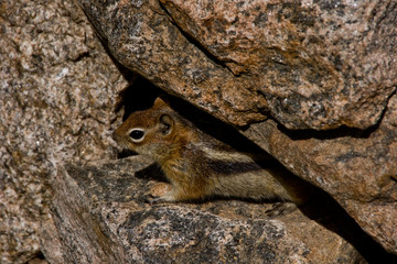 chipmunk in the rocks