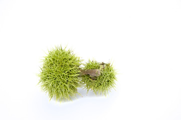 Macro detail close up of conker horse chestnut in shell isolated