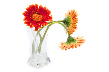 Gerbera daisy flower in glass vase isolated on white background