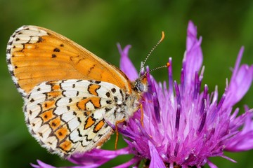 Obraz premium la vie en mauve