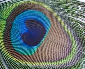 Papier Peint photo autocollant Paon Colorful macro of peacock feather detail