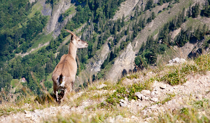 Bouquetin en montagne