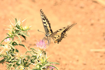 beautiful butterfly, nature and wildlife photo © jpcasais
