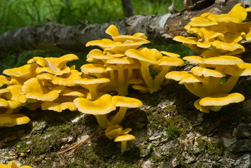 Mushrooms on tree 2