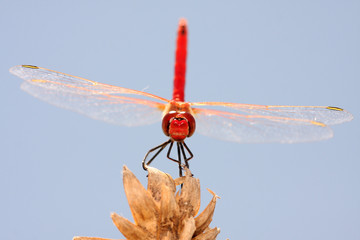 beautiful red dragonfly, nature and wildlife photo