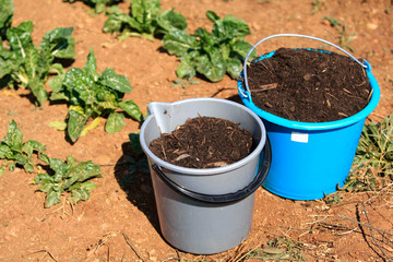 Two buckets full of compost next to a vegetable garden