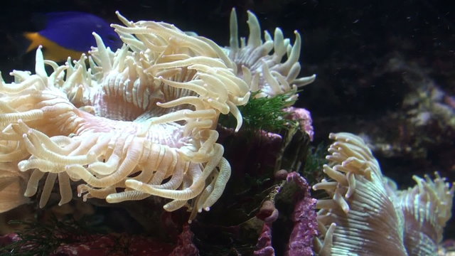 Sea ​​anemone