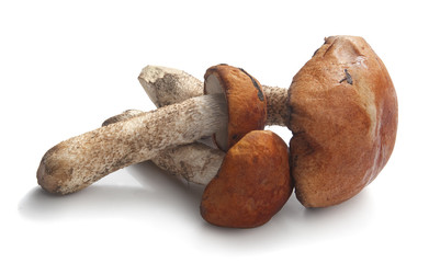 Orange cap boletus