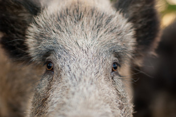 Naklejka premium Wild boar close-up portrait