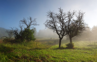 Fototapeta na wymiar Mist in field with tree - Slovakia, Zazriva