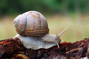 snail