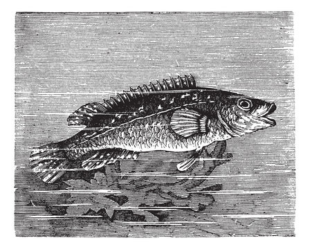 Vicille sea (Labrus maculatus) or Ballan wrasse vintage engravin