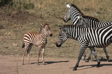 Fototapeta na wymiar Zebry i ich dzieci