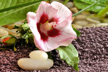 kompozycja SPA  z  kwiatem hibiscusa