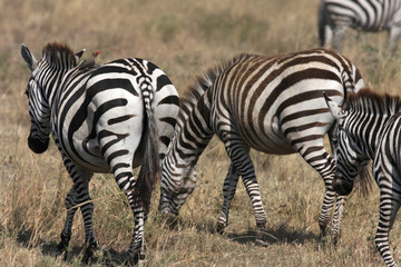 Naklejka na ściany i meble Zebry w Serengeti