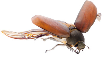 scarab may beetle