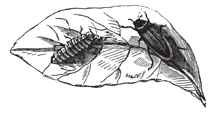 Glow worm (Lampyris Noctiluca) on leaf vintage engraving