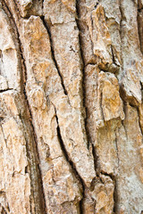 Tree bark texture