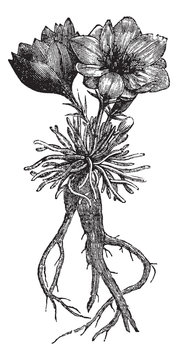Lewisia rediviva or bitterroot, vintage engraving