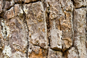 Tree bark texture