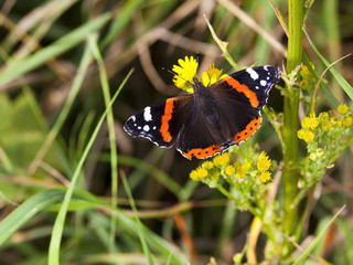 red admiral butterfly