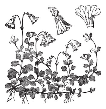 Linnaea borealis or Twinflower, vintage engraving
