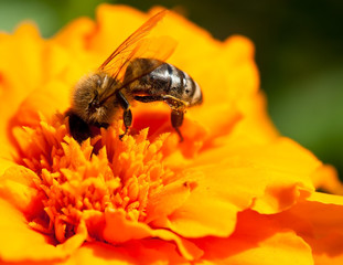 Bee and marigold