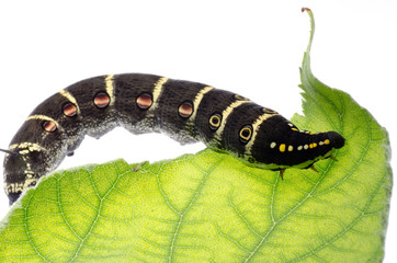 caterpillar