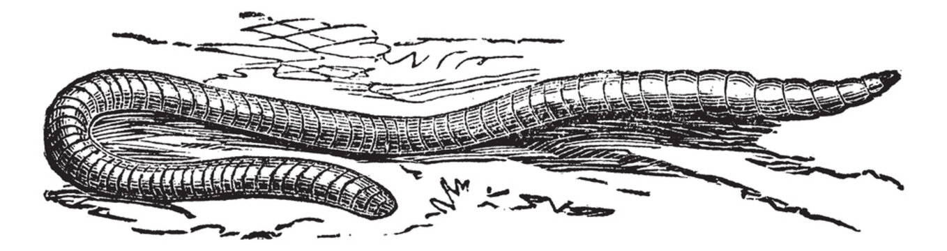 Lumbricus terrestris or Common Earthworm vintage engraving