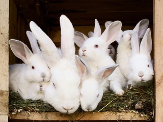 Little white rabbits with their mum