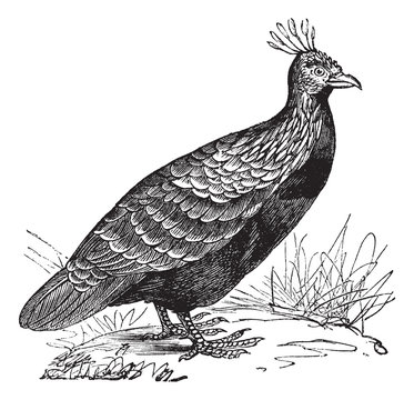Himalayan Monal or Lophophorus impejanus vintage engraving
