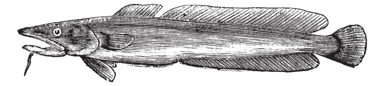 Common ling or Molva molva vintage engraving
