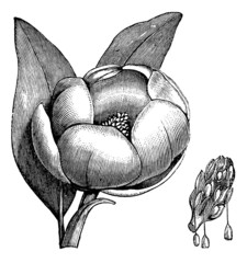 Sweetbay magnolia or Magnolia virginiana vintage engraving © Morphart