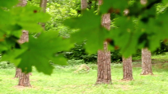 Wood in movement. Shooting with steadycam