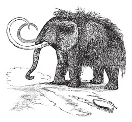 Naklejka premium Woolly mammoth or Mammuthus primigenius vintage engraving