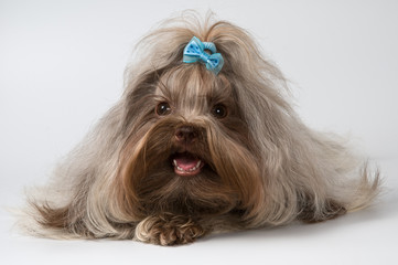 Tsvetnaya dolonka in studio on a neutral background