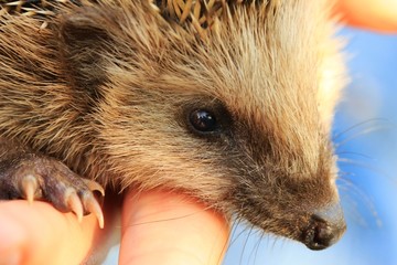 igel in der hand III