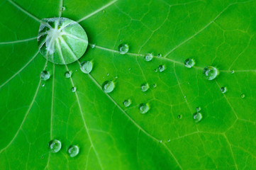 Dew drops