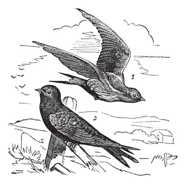 Common Swift Or Apus Apus Vintage Engraving