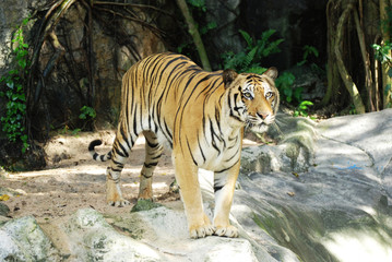 Adult Sumatran tiger