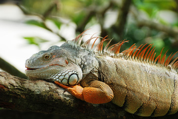 Naklejka premium beautiful iguana