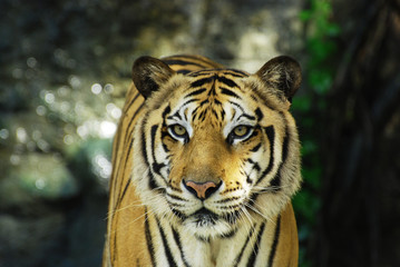 Fototapeta premium Close up Tiger