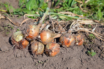 Freshly dug organic onions drying on the soil surface